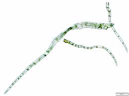 Attēlu rezultāti vaicājumam “Palustriella falcata”