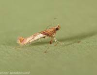 Attēlu rezultāti vaicājumam “Caloptilia hemidactylella”