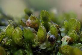 Attēlu rezultāti vaicājumam “Eurhynchium angustirete sporophyte”