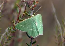 Attēlu rezultāti vaicājumam “Chlorissa viridata”
