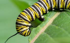 Image result for monarch caterpillar