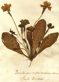 Attēlu rezultāti vaicājumam “Primula veris var. rubra”