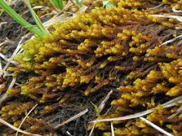 Attēlu rezultāti vaicājumam “Palustriella falcata”