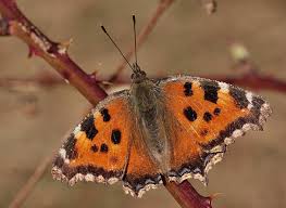 Attēlu rezultāti vaicājumam “Nymphalis xanthomelas upperside”
