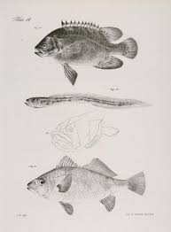 Image result for Lobotes surinamensis