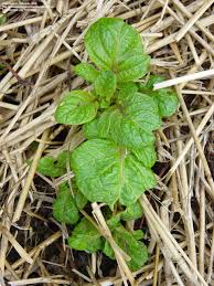Attēlu rezultāti vaicājumam “Solanum tuberosum leaf”