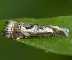 Attēlu rezultāti vaicājumam “Comatricha elegans var. microspora”