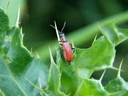 Attēlu rezultāti vaicājumam “Anthocomus rufus”