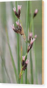 Attēlu rezultāti vaicājumam “Juncus balticus”