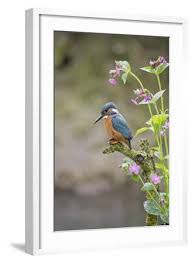 Attēlu rezultāti vaicājumam “Alcedo atthis adult”