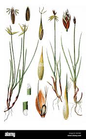 Attēlu rezultāti vaicājumam “Carex pauciflora”