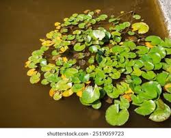 Attēlu rezultāti vaicājumam “Spirodela polyrhiza”