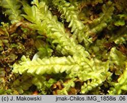 Attēlu rezultāti vaicājumam “Chiloscyphus pallescens”