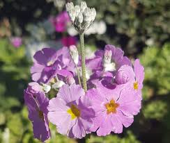 Image result for Primula malacoides