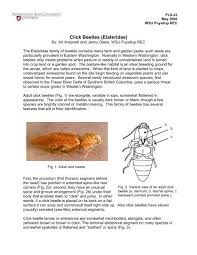 Attēlu rezultāti vaicājumam “Elateridae larva”