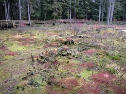 Attēlu rezultāti vaicājumam “Sphagnum capillifolium”