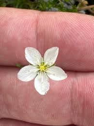 Attēlu rezultāti vaicājumam “Sagina nodosa”