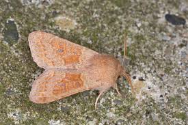 Attēlu rezultāti vaicājumam “Orthosia miniosa”