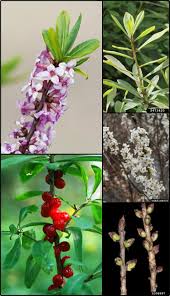 Attēlu rezultāti vaicājumam “Daphne mezereum fruit”