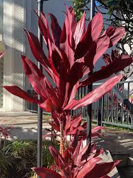 Attēlu rezultāti vaicājumam “Jacobaea paludosa leaf”
