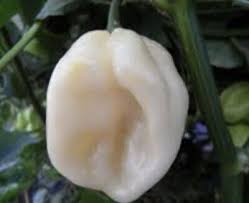 Afbeeldingsresultaat voor white habanero hot pepper
