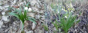 Attēlu rezultāti vaicājumam “Leucojum vernum var. vernum”