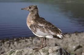 Attēlu rezultāti vaicājumam “Larus ridibundus juvenile”