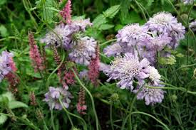 Image result for Scabiosa canescens