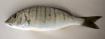 Image result for Lithognathus mormyrus