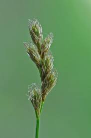 Attēlu rezultāti vaicājumam “Carex leporina”