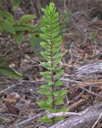 Attēlu rezultāti vaicājumam “Polygala comosa leaf”
