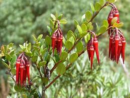 Attēlu rezultāti vaicājumam “Ericaceae”