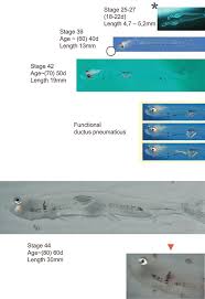 Image result for Osmerus eperlanus