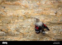 Image result for Tichodroma muraria