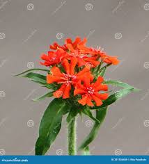 Attēlu rezultāti vaicājumam “Silene chalcedonica flower”