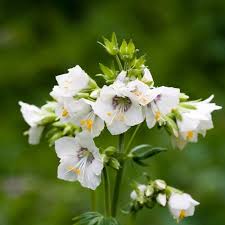 Attēlu rezultāti vaicājumam “Polemonium caeruleum flower”