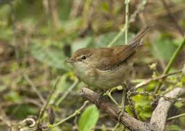 Attēlu rezultāti vaicājumam “Acrocephalus dumetorum”
