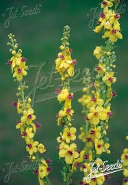Image result for Verbascum nigrum