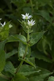 Attēlu rezultāti vaicājumam “Myosoton aquaticum”