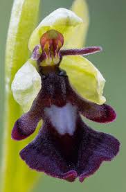Attēlu rezultāti vaicājumam “Ophrys insectifera”