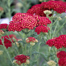 Attēlu rezultāti vaicājumam “Achillea salicifolia flower”