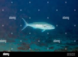 Image result for Aprion virescens