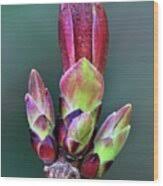 Attēlu rezultāti vaicājumam “Acer platanoides bud”