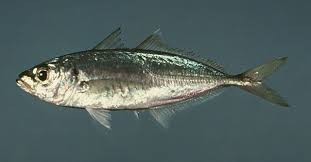 Image result for Trachurus trachurus