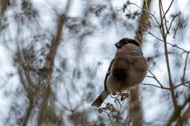 Attēlu rezultāti vaicājumam “Pyrrhula pyrrhula female”