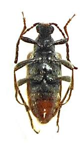 Attēlu rezultāti vaicājumam “Pseudovadonia livida”