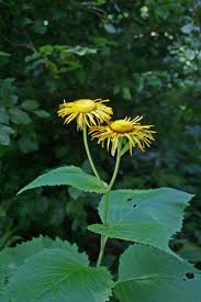 Image result for Telekia speciosa