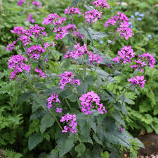 Image result for Lunaria annua