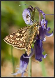 Attēlu rezultāti vaicājumam “Carterocephalus palaemon underside”