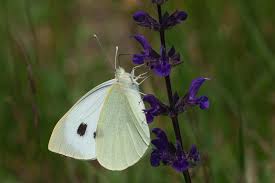 Attēlu rezultāti vaicājumam “Pieris brassicae female”